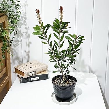 ブーゲンビリア 盆栽ブーゲンビレア 観葉植物 塊根植物