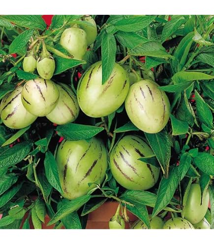 【レア品種】ジャボチカバ　艾斯卡(ESCARLATE)　実生苗2 レア品種】ジャボチカバ 艾斯卡(ESCARLATE) 実生苗2