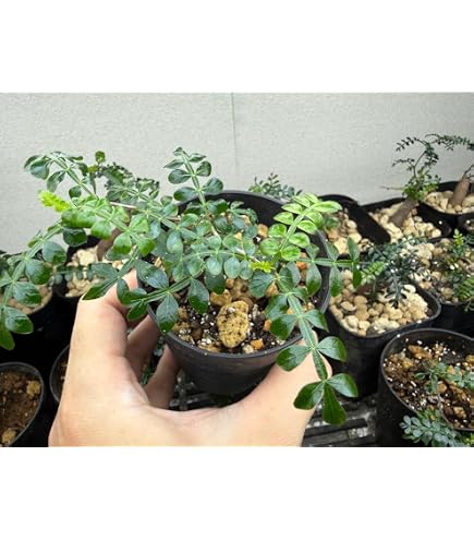 Amazon｜オペルクリカリア パキプス 根挿し株 ポットごと｜観葉植物