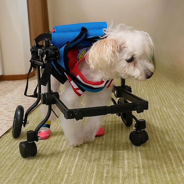 Amazon.co.jp: MIKEART 犬用車椅子 4輪 歩行器 車いす 車いす 後ろ足