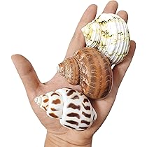 ヤドカリのお宿　{ 貝殻  巻貝 B } Amazon | SANKO オカヤドカリの宿替え貝がら LL | Sanko