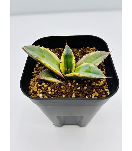 Amazon｜アガベ チタノタ 冰雹/Agave titanota 'Cheetah'/観葉植物