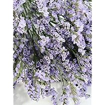 Amazon | ハイブリッドスターチスドライフラワー ラベンダー色