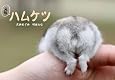 元祖ハムケツ