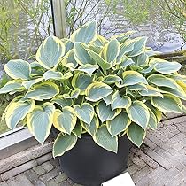 miiページ　ホスタ ギボウシ(ホスタ) 'ペイズリー ボーダー'｜おぎはら植物園