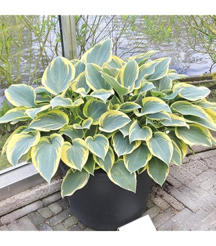 Amazon.co.jp: ホスタ(ギボウシ) 選べる10種 1株 シェードガーデン