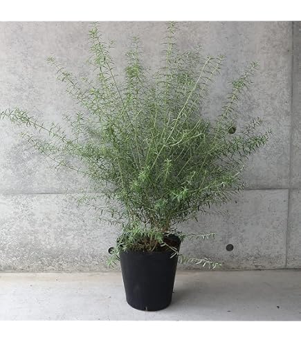 Amazon.co.jp: バンクシア グランディス 鉢植えG 苗 オージープランツ