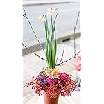 お正月 iPhoneSE/5s/5c/5(640×1136)壁紙 デザイナーお任せ迎春アレンジメント 正月アレンジメント お正月 iPhoneSE/5s/5c/5(640×1136)壁紙 デザイナーお任せ迎春アレンジメント 正月アレンジメント