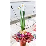 お正月 HD(720×1280)壁紙 デザイナーお任せ迎春アレンジメント 正月アレンジメント お正月 HD(720×1280)壁紙 デザイナーお任せ迎春アレンジメント 正月アレンジメント