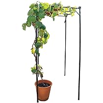 Amazon | DAIM パーゴラ 果物棚 セット 幅90cm 奥行120cm 高さ180cm