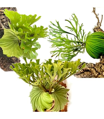 Amazon｜P.Ridleyi wild spore ビカクシダ リドレイ 胞子培養株｜観葉 