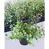 Amazon Co Jp ワイヤープランツ トピアリー Diy 工具 ガーデン