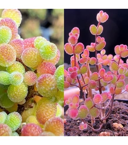 Amazon｜赤蝦夷松寄せ植え素材10本｜観葉植物 オンライン通販