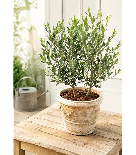 Amazon｜オリーブの木 品種違い2本寄せ植え Oli-me（オリーミー