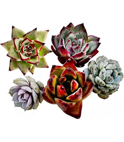 Amazon｜多肉植物 苗 ホワイトミニマ錦 韓国産 抜き苗 韓国苗 [並行