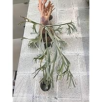 ビカクシダ willinckii Anapat#10 ビカクシダ willinckii Anapat#10 ∞ anapat#1 でも群生を楽しむ