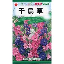 チドリソウの抜き苗　10本＋おまけ♪ 千鳥草　月曜日発送 チドリソウの抜き苗 10本＋おまけ♪ 千鳥草 月曜日発送