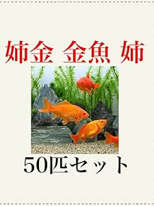 Amazon 生体 金魚 姉金 50匹 大和郡山産 死着保障2匹 きんぎょ キンギョ アクアランド大阪 大和郡山産金魚 姉金 観賞魚 水中生物 通販