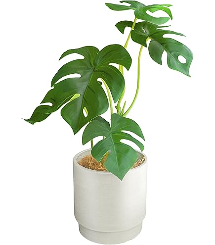 光触媒　人工観葉植物　人工観葉植物　フェイクグリーン　トネリコ1.8m 光触媒 光の楽園ナチュラルトネリコ 1.8m【インテリア フェイク