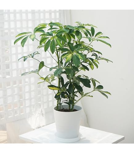 現品　シェフレラ　ジェニーネ　観葉植物　斑入り　希少　曲がり　インテリアグリーン Amazon｜シェフレラ ジェニーネ 観葉植物 斑入り 曲がり インテリア