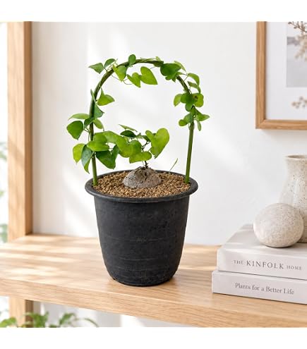 Amazon｜長谷川園芸亀甲竜 大きめサイズ｜観葉植物 オンライン通販