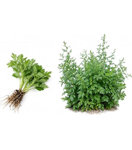 Amazon.co.jp: 沖縄の 野菜 フーチバー ニシヨモギ ヨモギの苗 : DIY