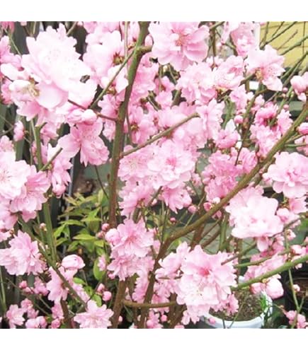 Amazon.co.jp: 照手桃花桃苗 紅白2色 高さ80センチ 花桃苗照手