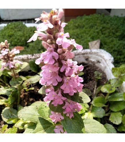 Amazon｜バイマックルーコブミカン・苗木苗 ต้นกล้ามะกรูด｜観葉植物