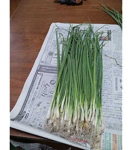 Amazon.co.jp: 淡路島産玉ねぎの苗 レクスター 100本以上 : DIY・工具