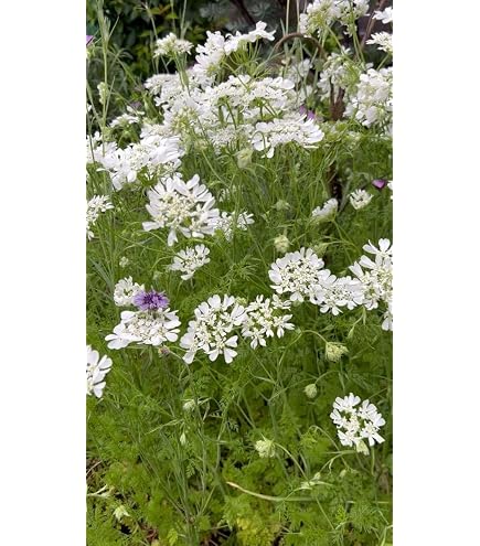 Amazon.co.jp: 田植え用の苗 コシヒカリ 1箱800 : DIY・工具・ガーデン