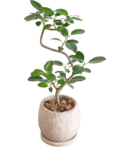 Amazon｜フィカス ルビー 自然樹形 7号 92センチ 斑入り｜観葉植物