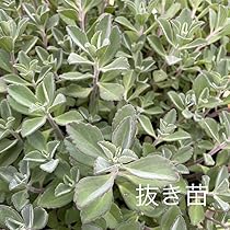 71ue57JZWlL._AC_UL210_SR210,