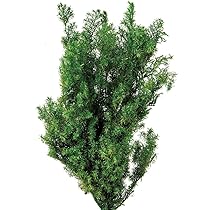 71ugO9aUCSL._AC_UL210_SR210,