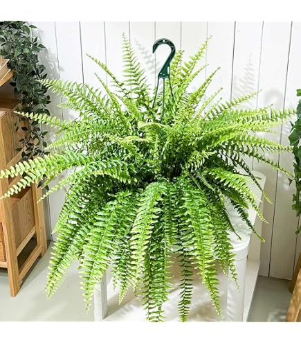 Amazon.co.jp: PLANCHU 観葉植物 ビカクシダ ステマリア 6号吊り鉢