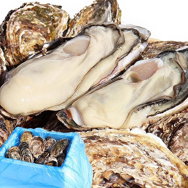 漁師直送！身入り抜群!!クール便発送宮城県石巻産の殻付き牡蠣8キロ 漁師直送！身入り抜群!!クール便発送宮城県石巻産の殻付き