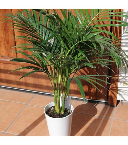Amazon.co.jp: ショウナンゴムノキ（沼南ゴムの木） 10号サイズ : DIY