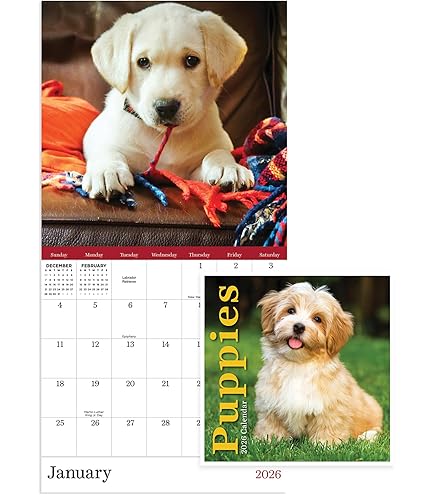 Norwich & Norfolk Terriers - 2025 Square Wall Calendar - By Red Robin Publishing