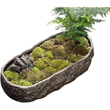Amazon.co.jp 最新リリース: 金魚鉢 の新着ランキングです。