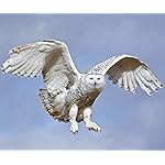 フクロウ Android(960×800)待ち受け Eulen 2020 Broschuerenkalender フクロウ Android(960×800)待ち受け Eulen 2020 Broschuerenkalender