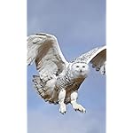 フクロウ FVGA(480×800)壁紙 Eulen 2020 Broschuerenkalender フクロウ FVGA(480×800)壁紙 Eulen 2020 Broschuerenkalender