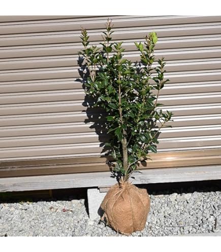 【ひいらぎ】 Amazon.co.jp: 遊恵盆栽 庭木・植木・鉢植え：オニヒイラギ（鬼柊