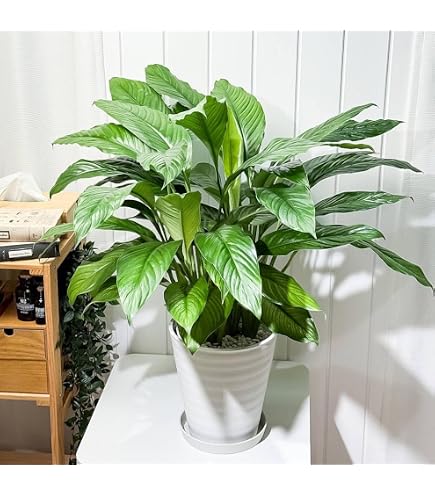 Amazon｜観葉植物 苗：スパティフィラム トレリー*3.5号プラポット