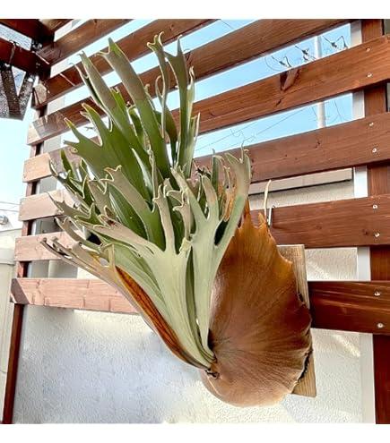 Amazon｜frog_yamato【現品株】 P.willinckii nano spore スポア