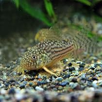 Amazon | (熱帯魚)コリドラス ステルバイ【ブリード】 約2-3cm 3匹 
