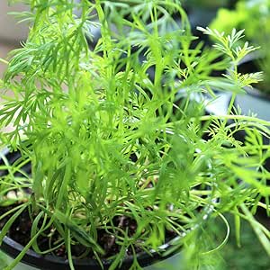 Amazon Co Jp ハーブ苗 ディル イノンド 4個セット おうちで簡単 育てやすい10 5cmポットハーブ苗シリーズ Diy 工具 ガーデン