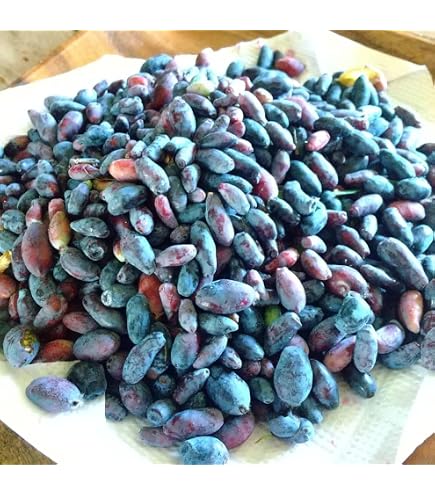 Amazon | 北海道産 ハスカップ(冷凍果実)2kg （250g×8袋）【出荷元