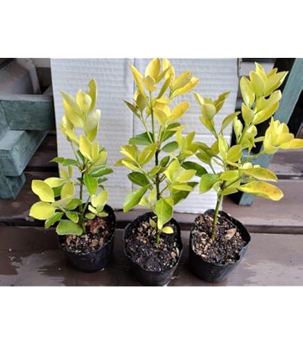 Amazon.co.jp: キンマサキ 樹高1.2m前後 ポット入りor根巻 【 単 品