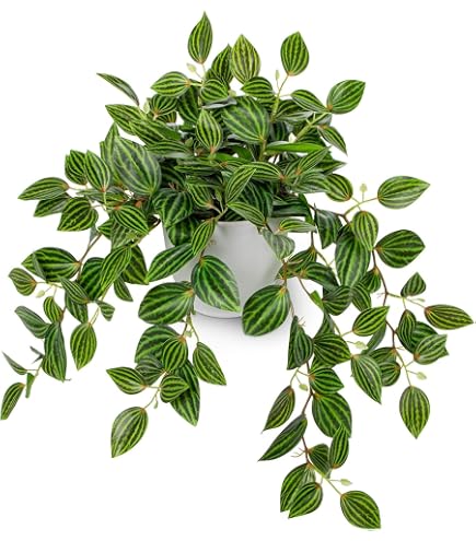 Amazon｜PLANCHU 観葉植物 ネフロレピス ハッピーマーブル 8号吊り鉢