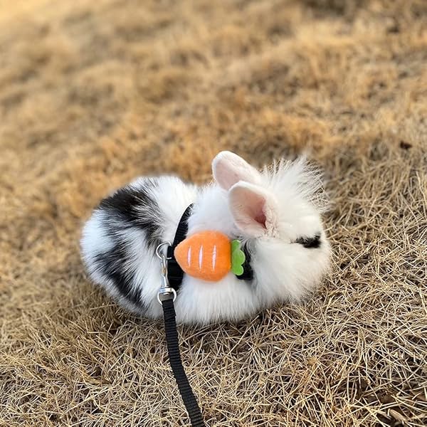 bunny leash amazon