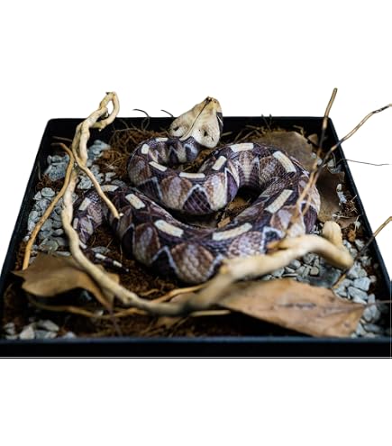 Amazon.co.jp: EUHELOPA マツカサトカゲ 14CM 樹脂 フィギュア 台座